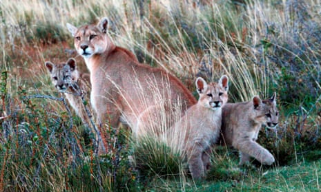 Pumas in Chile’s Magallanes region