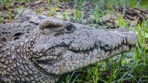 Um crocodilo cubano adulto (crocodylus rhombifer) é visto no centro de reprodução de Cienaga de Zapata, Cuba.