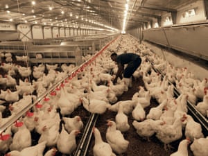 Stephano Erinest Mushi repairs the mechanical chicken feeder at Irvine’s farm