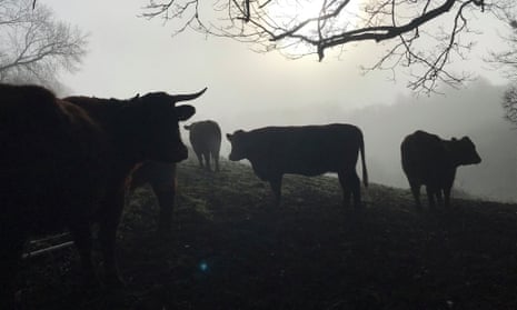 The cows on the farm.