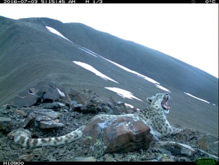 A leopard on Kuraisky ridge taken with a camera trap.