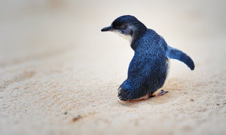 The kororā, or little penguin, is the world’s smallest at just 25cm (10in) tall and weighing about 1kg (2.2lb): a colony live under Danae Mossman’s house.