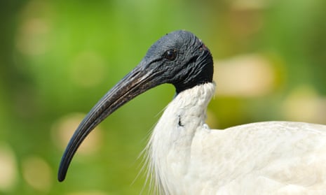An Australian white ibis in Sydney