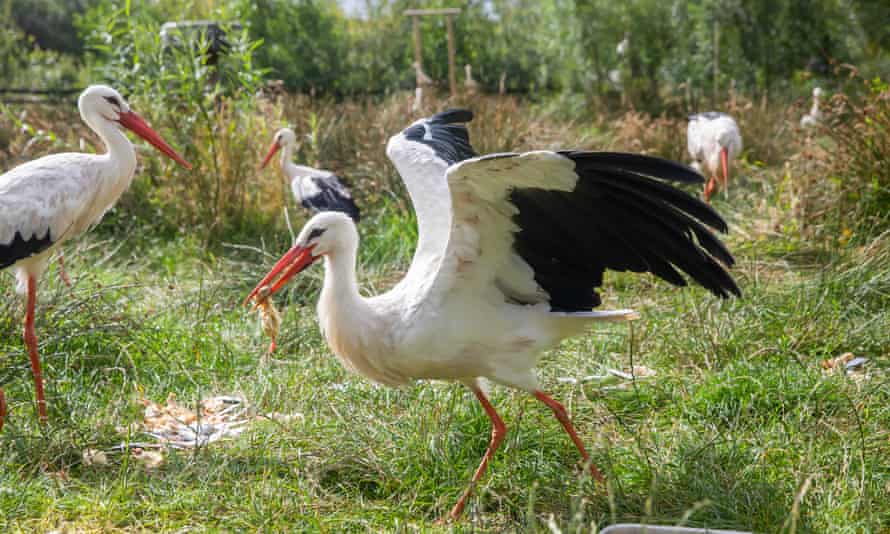 White storks taken at Derek Gow's farm.