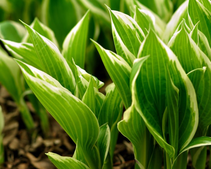 After a fiery summer, I’m choosing resilient crops to future-proof my garden