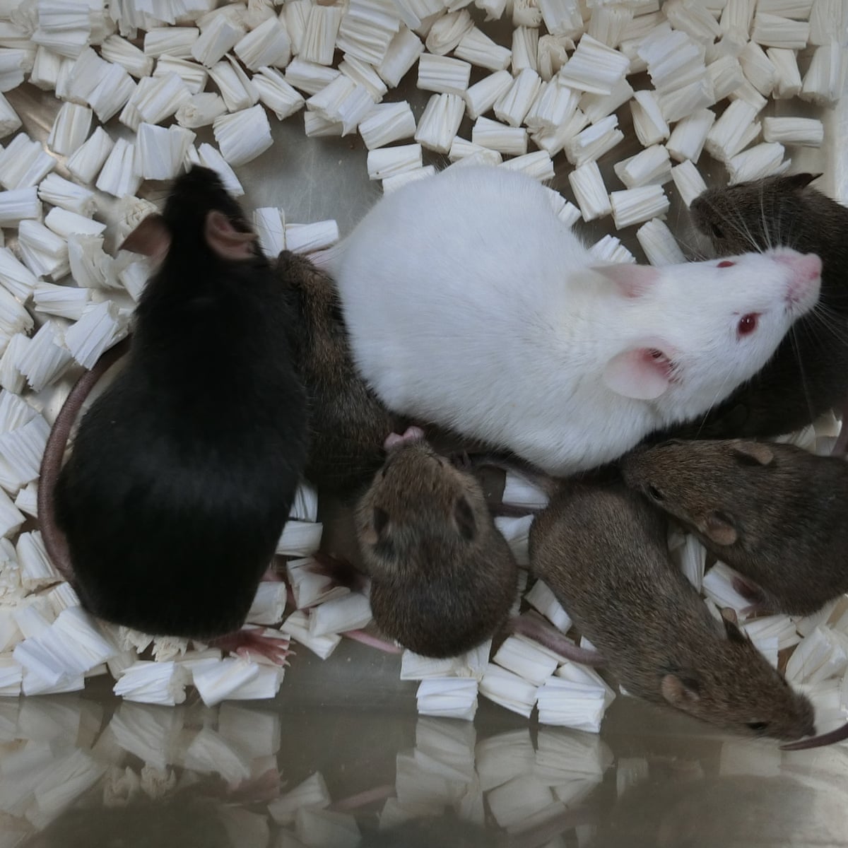 Cloned mice created from freeze dried skin cells in world first | Science |  The Guardian