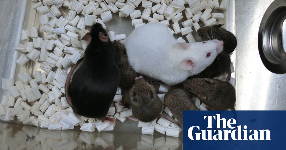 Cloned mice created from freeze dried skin cells in world first