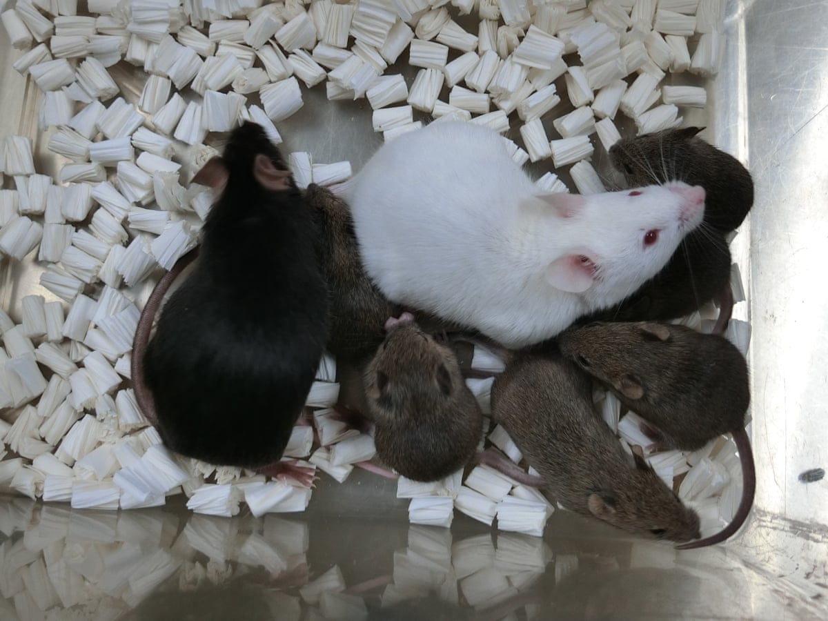 Cloned mice created from freeze dried skin cells in world first | Science |  The Guardian
