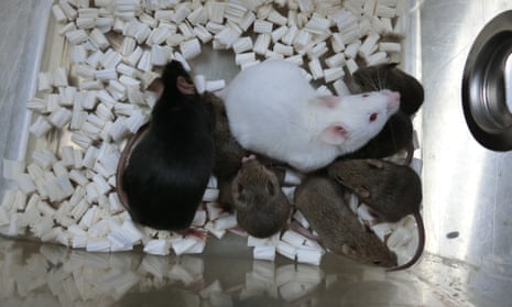 Dorami, the black mouse on the left,  is the first cloned mouse from freeze-dried skin cells and her offspring The white mouse is a normal male mouse for mating, and the small brown mice are Dorami's mouse pups.