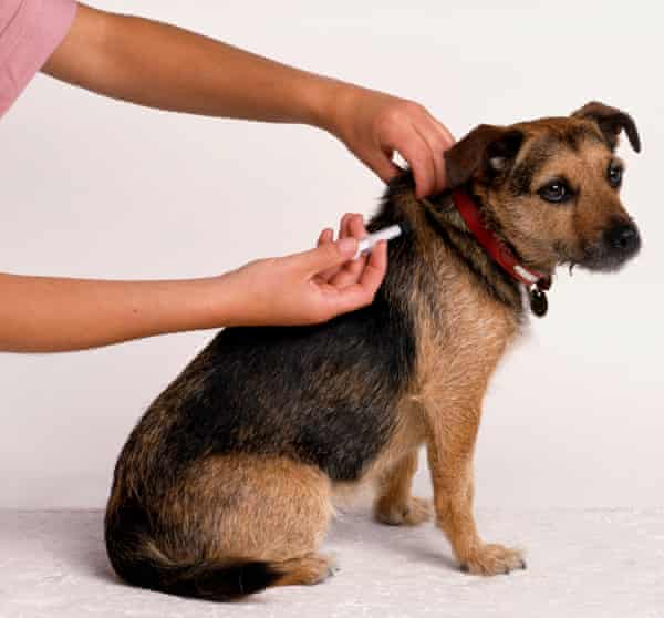 A small dog being given an injection in the neck