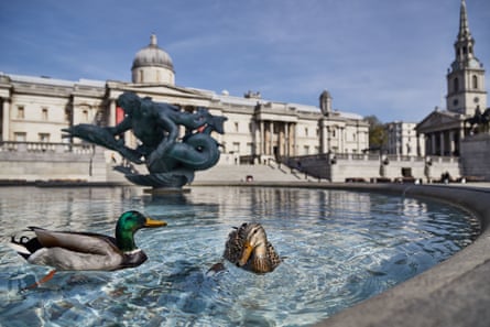 Ducks in the fountains almost outnumber people on London’s Trafalgar Square, 15 Apr 2020.