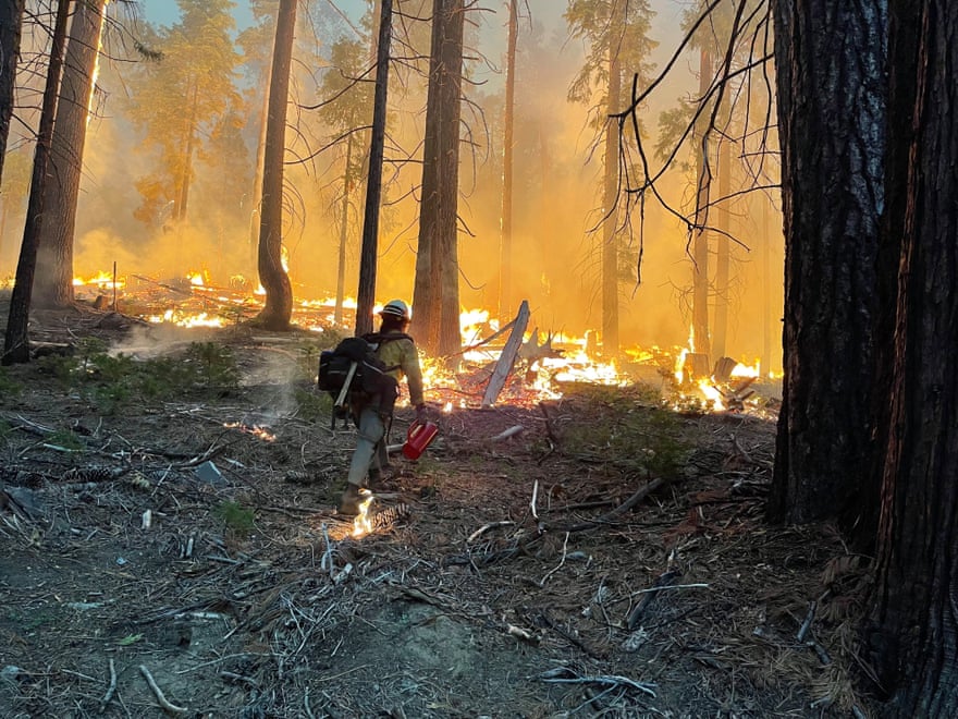 firefighter walks through woods with fire ahead of them