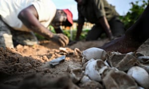 Coronavirus news live: Kyiv cremations double amid rise in Covid deaths, New Zealand vaccine mandate kicks in for front-line workers 6 Saliou Mbodji and other marine protection agents dig up hatched turtle eggs on the shores of Guereo.