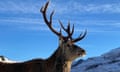 Callum the stag, pictured with mountains in the background.