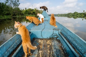 Rescue cats look for fish aboard a longtail fishing boat on the Tapi River in Surat Thani, Thailand