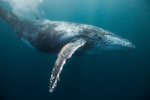 A Humpback Whale as seen in the Wild Coast of South Africa.