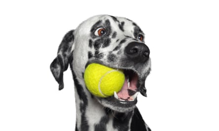 Cute dalmatian dog holding a ball in the mouth. Isolated on whiteCute dalmatian dog holding a yellow ball in the mouth. Isolated on white background