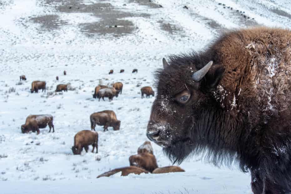 A bison stares in the direction of the camera as other bison roam in the background in a snowy Yellowstone National Park in February