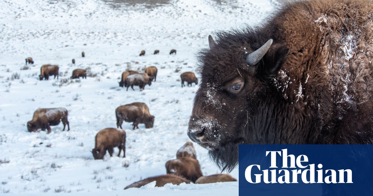 Yellowstone at 150: busier yet wilder than ever, says park's 'winterkeeper' | National parks | The Guardian