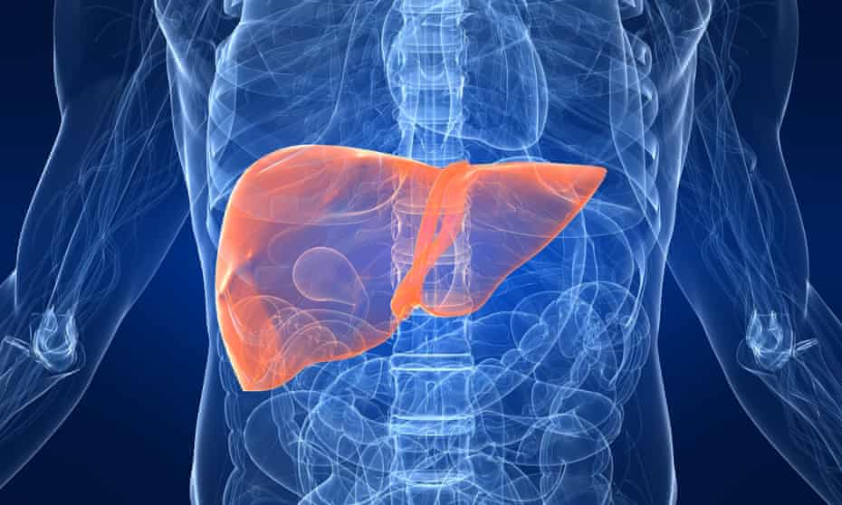 Scientific graphical photograph of a human liver
