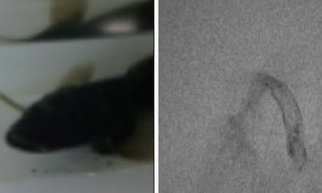 Dual image of eel escaping fish