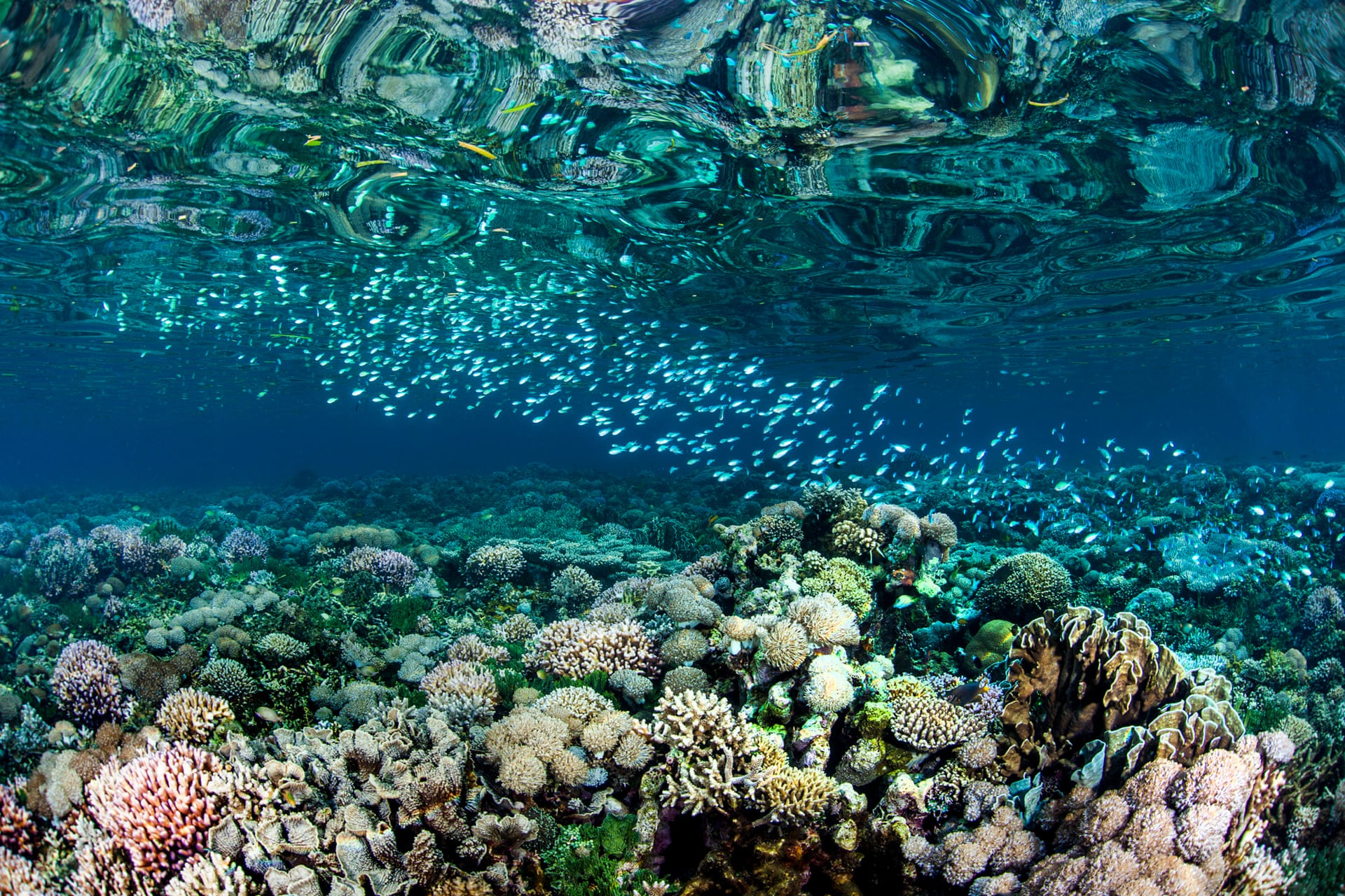 Source: Photo: Paul Hilton/Conservation International
