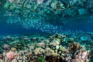 Stunning coral reefs follow the coast of Timor-Leste. In 2016, a study by Conservation International and parters revealed that its coral reefs were some of the healthiest and most diverse in the world. The survey results had found an average of 253 reef fish species at each site, surpassing a previous record in Raja Ampat, the marine epicentre of biodiversity.