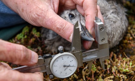 Gull expert Peter Rock measuring lesser black-back gull nestlings on a roof in Bristol
