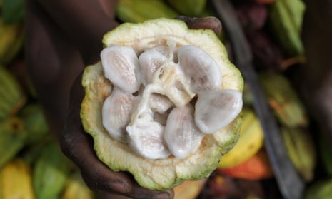 A cacao seed