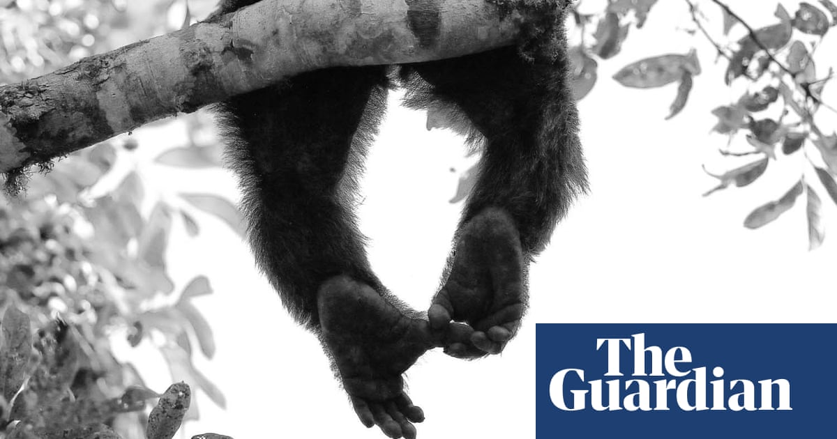 2020 GDT European wildlife photographer of the year – winners