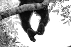 Mammals category runner-up: Scratching