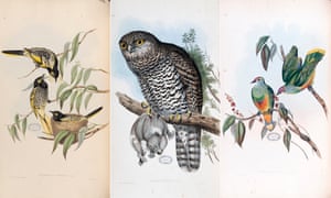Birds of Australia: Elizabeth Gould’s stunning illustrations – in pictures 