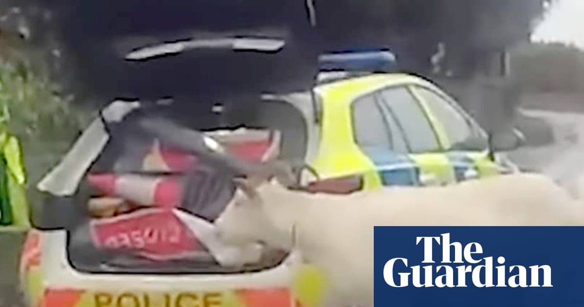 Police use lasso to help recapture runaway billy goat in Wiltshire