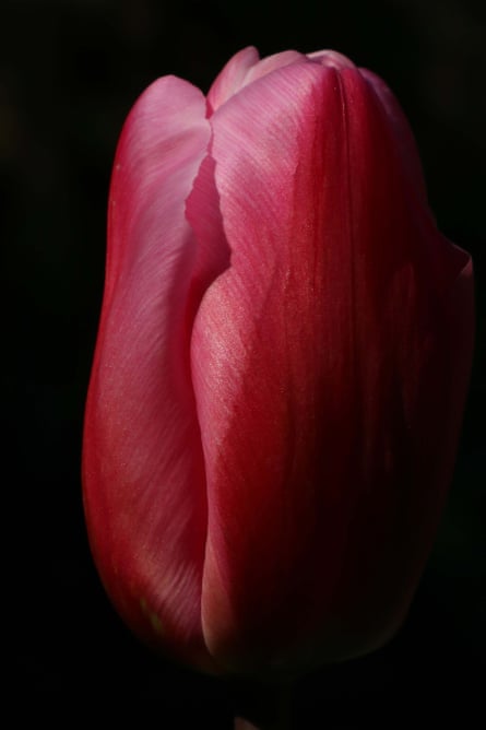 A close-up of the tulip variety Christmas Dream, 10 April