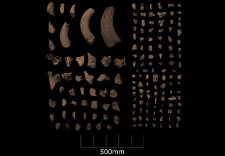 Mesolithic animal bones found at the site