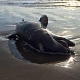 A dead bottlenose dolphin lies on a beach 