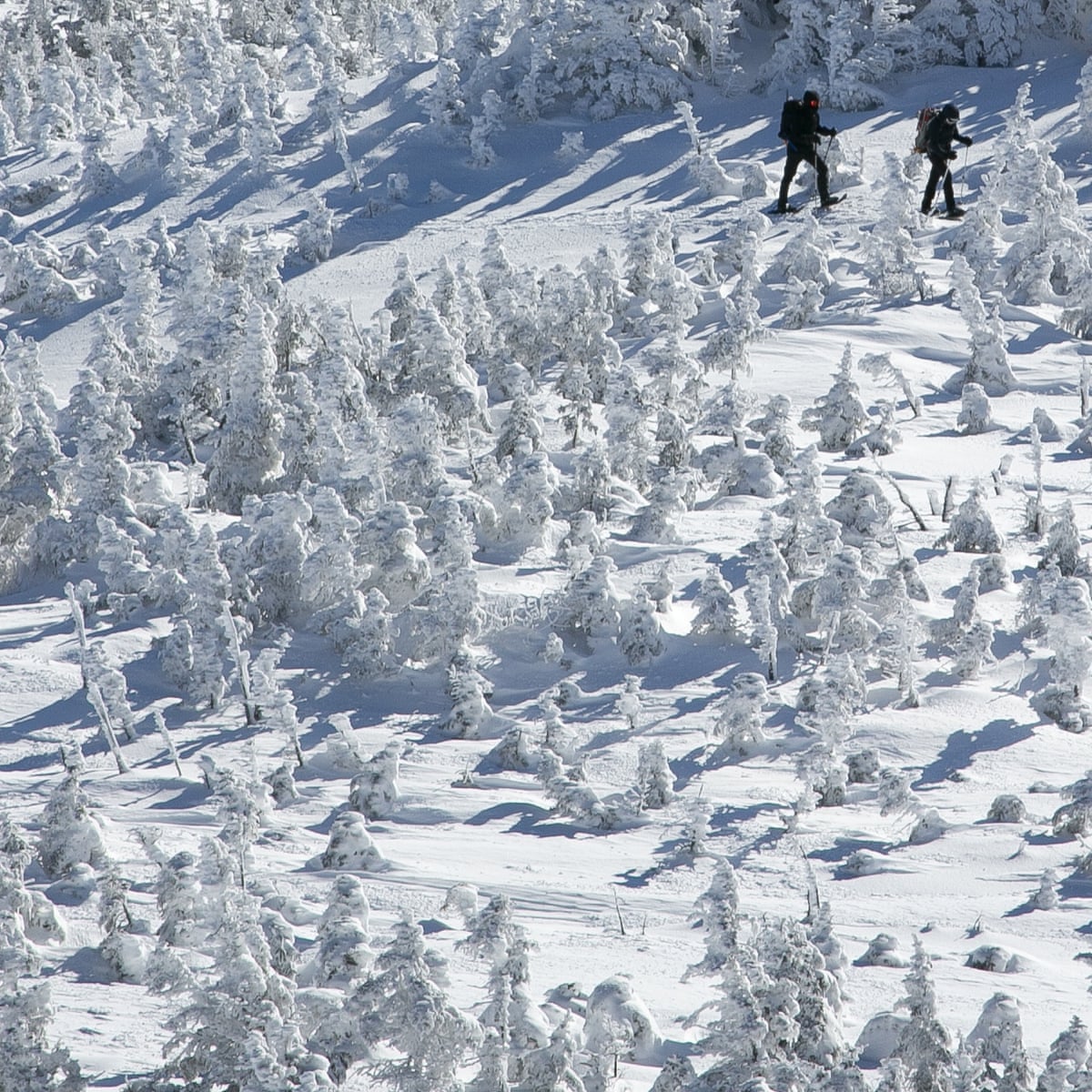 Crossword roundup: why spruce trees can be spruce ...