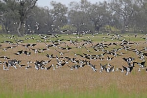 Uma massa de palafitas de asas negras