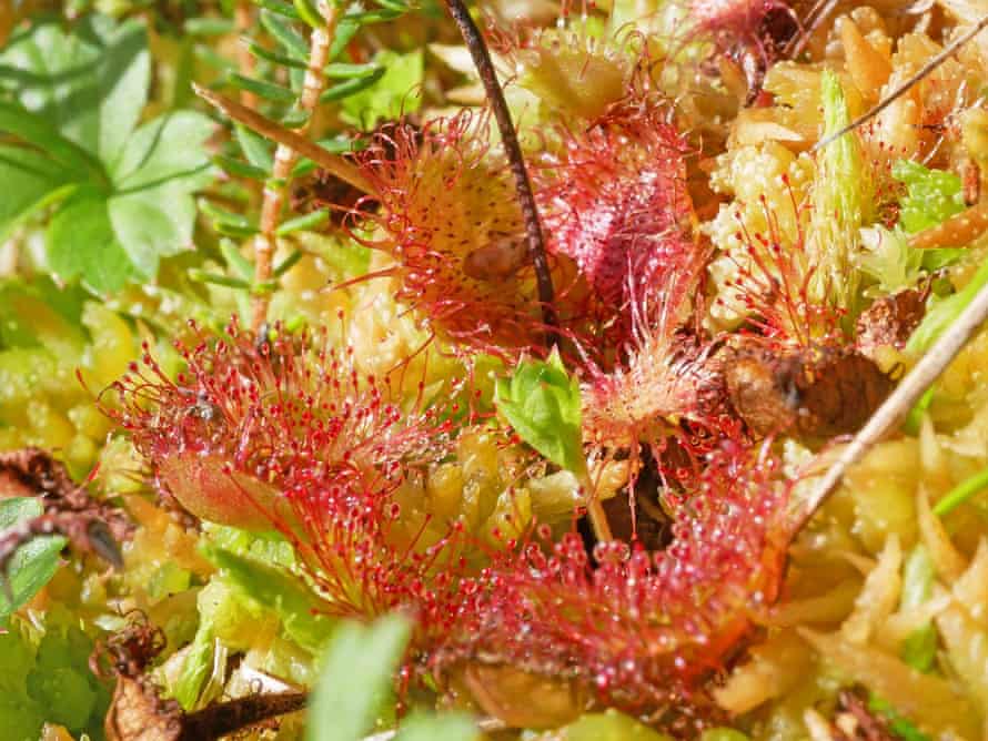 The mucilage-tipped hairs of the round-leaved sundew