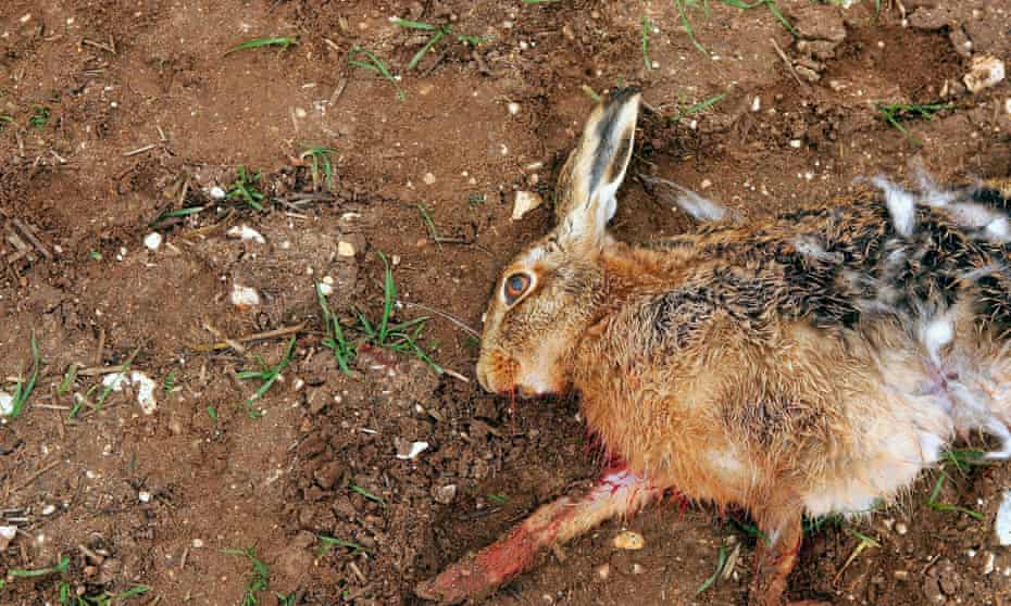 A dead hare
