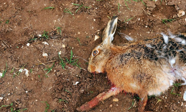 POLL: Should the National Wildlife Crime Unit be properly funded by the British Government? POLL: Should the National Wildlife Crime Unit be properly funded by the British Government?