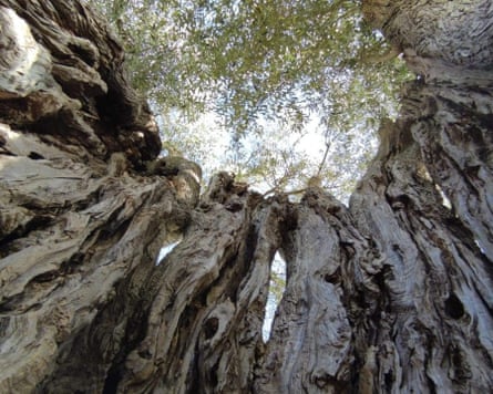An upshot of dehydrated olive trees