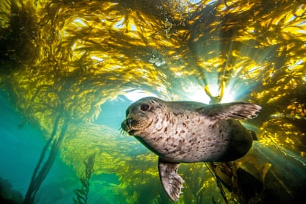 A harbour seal descends from the kelp canopy in the rich underwater forests off Santa Barbara, California.
