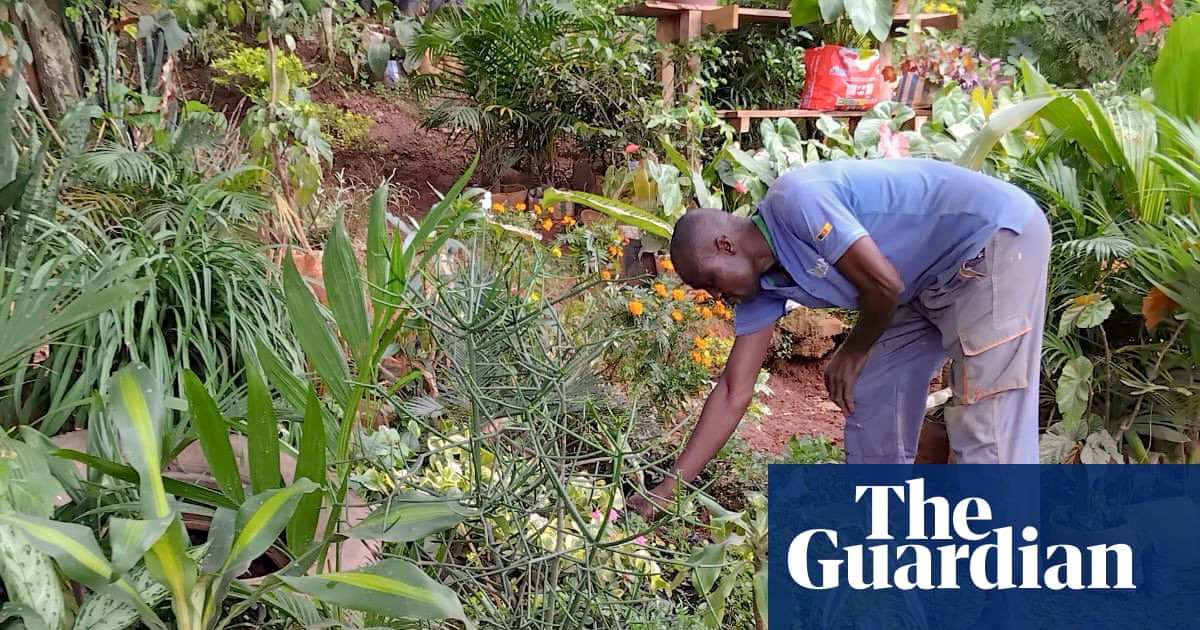 'They paved paradise': fighting back over the loss of green spaces in Cameroon's capital