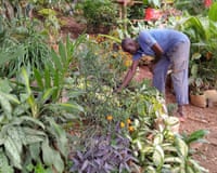 An African man tending to flowers and plants in a lush garden.