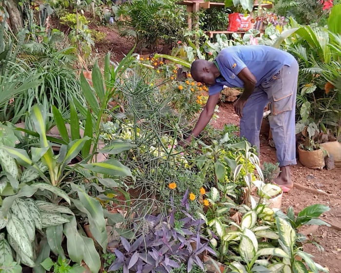 ‘They paved paradise’: fighting back over the loss of green spaces in Cameroon’s capital