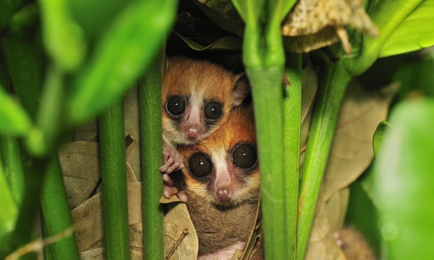 Hundreds of mammal species still to be identified, predict researchers |  Wildlife | The Guardian