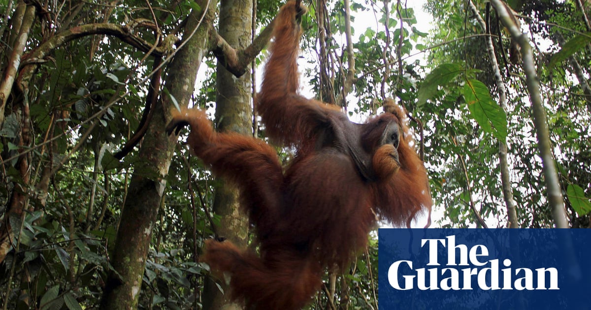 Orangutans use slang to ‘show off their coolness’, study suggests