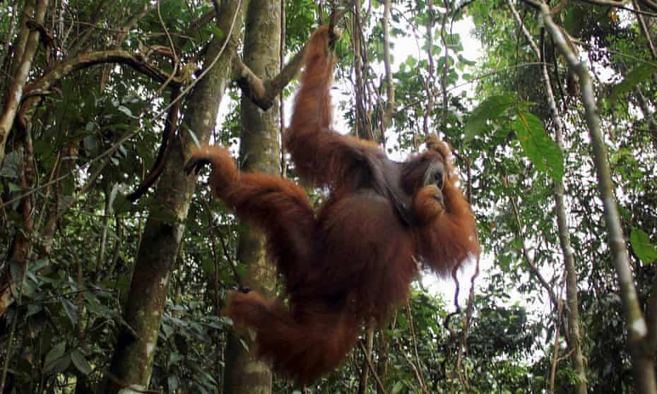 A male orangutan hangs from a tree in Gunung Leuser National Park in Langkat district of the Indonesia's North Sumatra Province, 2012.