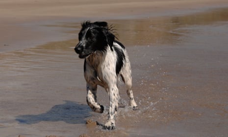 Spaniel running on sandy beach